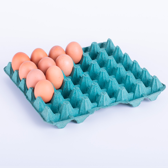 Maple T15 - Maple para huevos