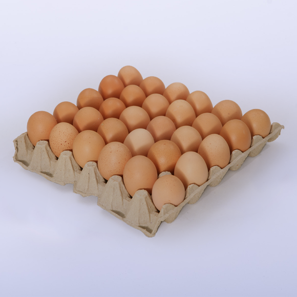 Maple MGX - Maple para huevos